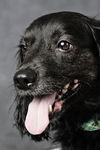Dougie/ADOPTED!!