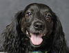 Dougie/ADOPTED!!