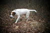 Julie-Adopted!