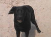 Johnny Doe - Adopted!