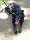 Johnny Doe - Adopted!