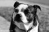Buttercup/ADOPTED!