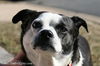 Buttercup/ADOPTED!