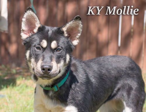 KY Mollie/ADOPTED!!