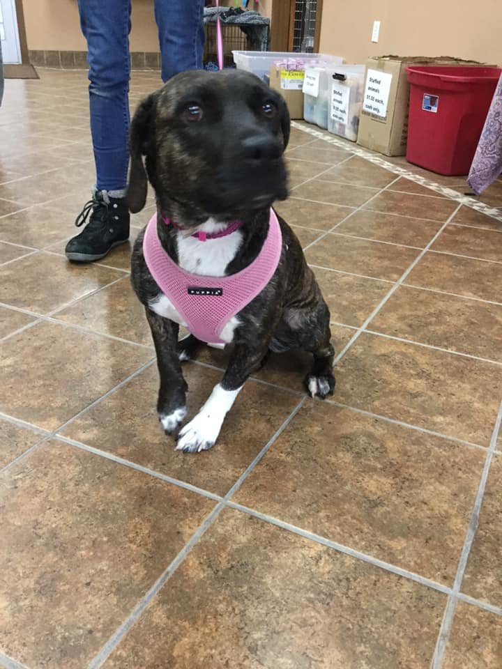 adoptable Dog in Martinsburg, WV named Diamond