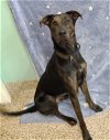 adoptable Dog in , WV named Coco
