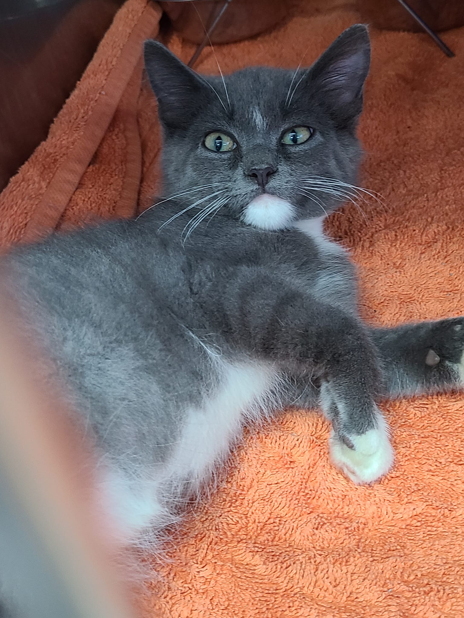 Cats for Adoption in Fort Ashby, West Virginia Alpha Paw