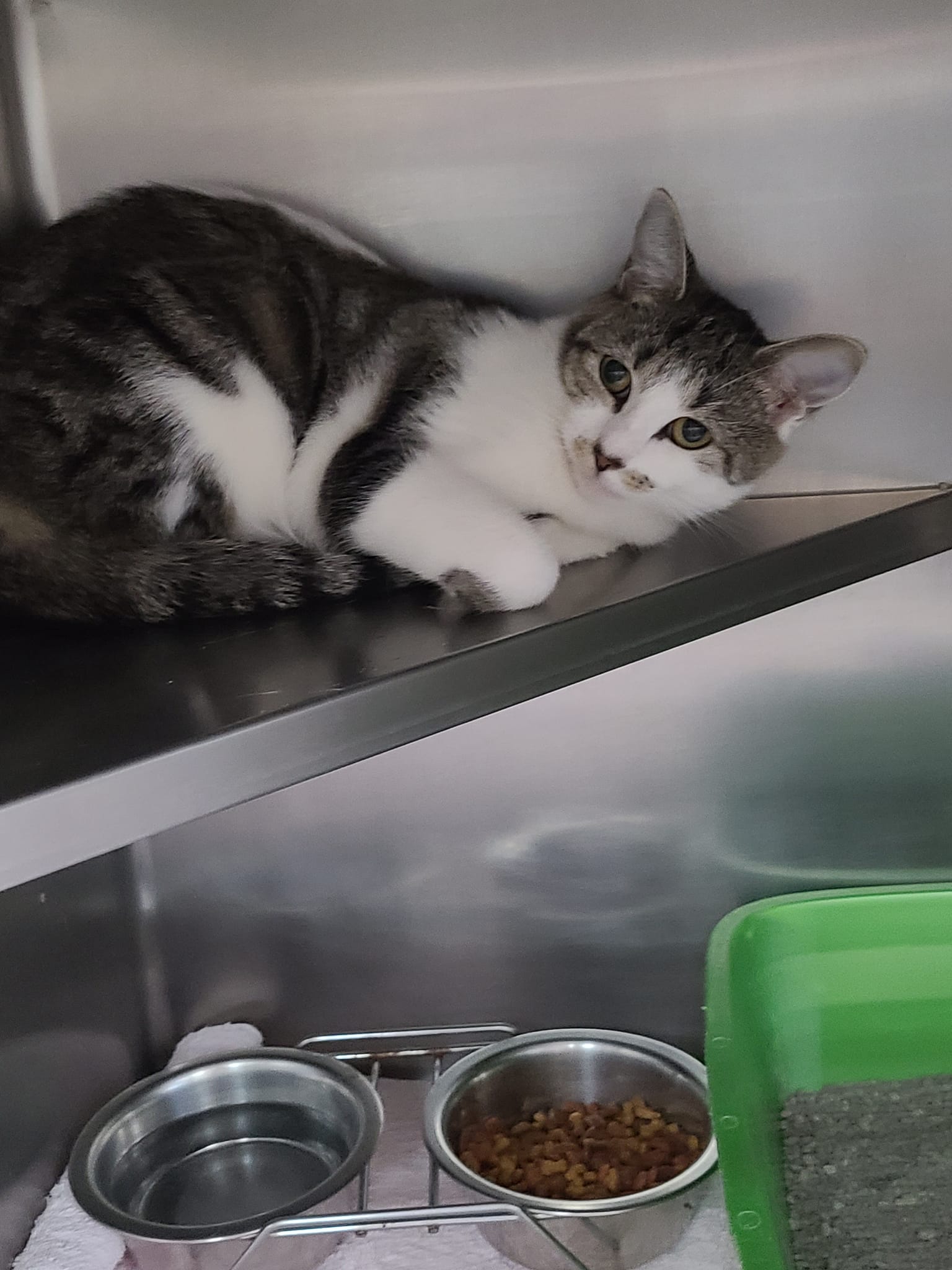 Cats for Adoption in Fort Ashby, West Virginia Alpha Paw