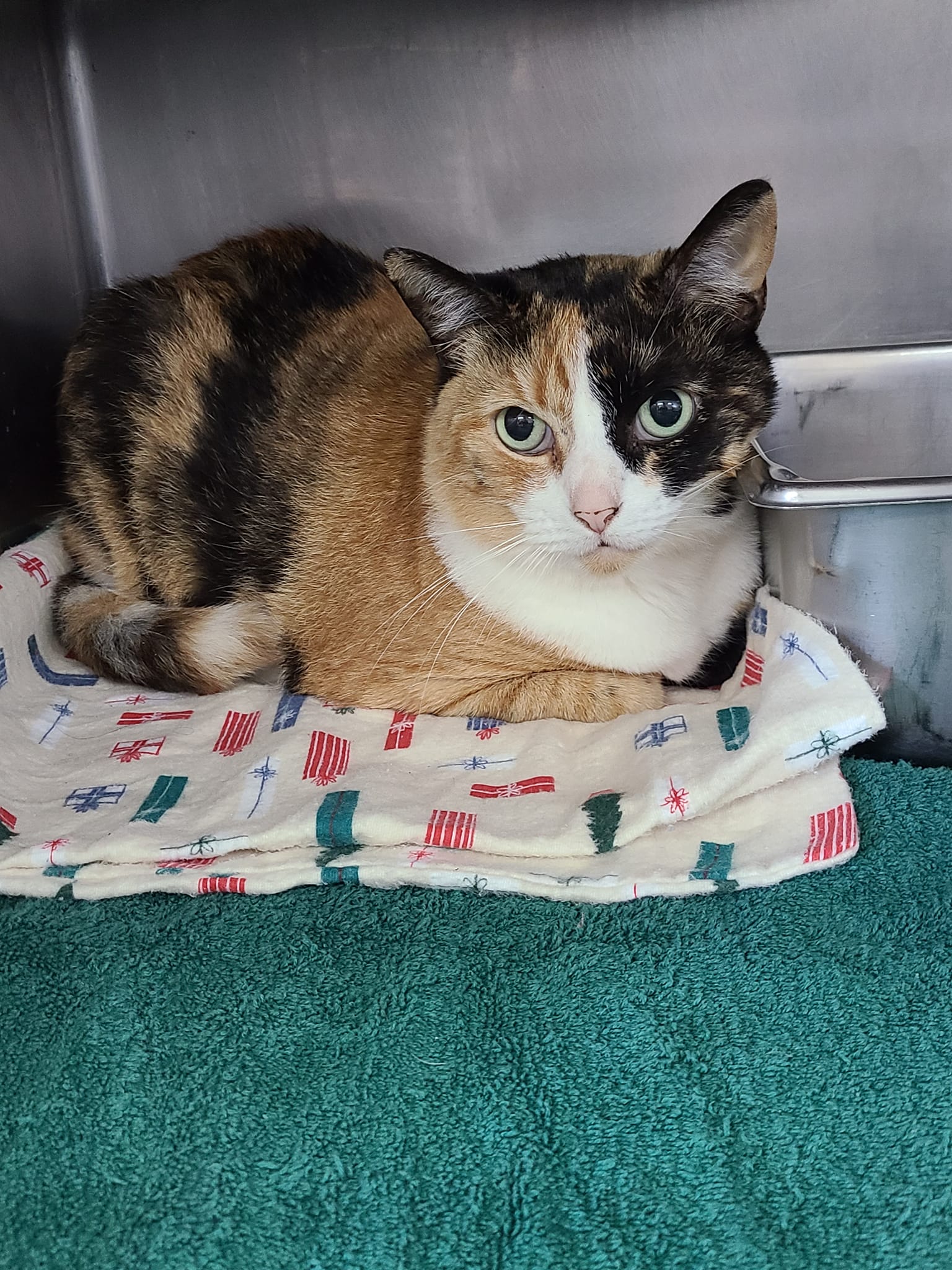 Cats for Adoption in Shawnee Land, Virginia Alpha Paw
