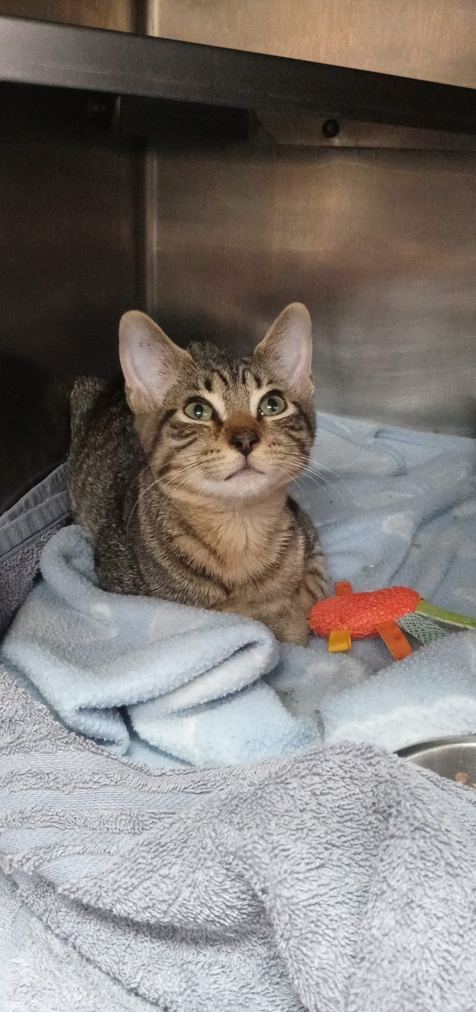 Cats for Adoption in Wiley Ford, West Virginia Alpha Paw