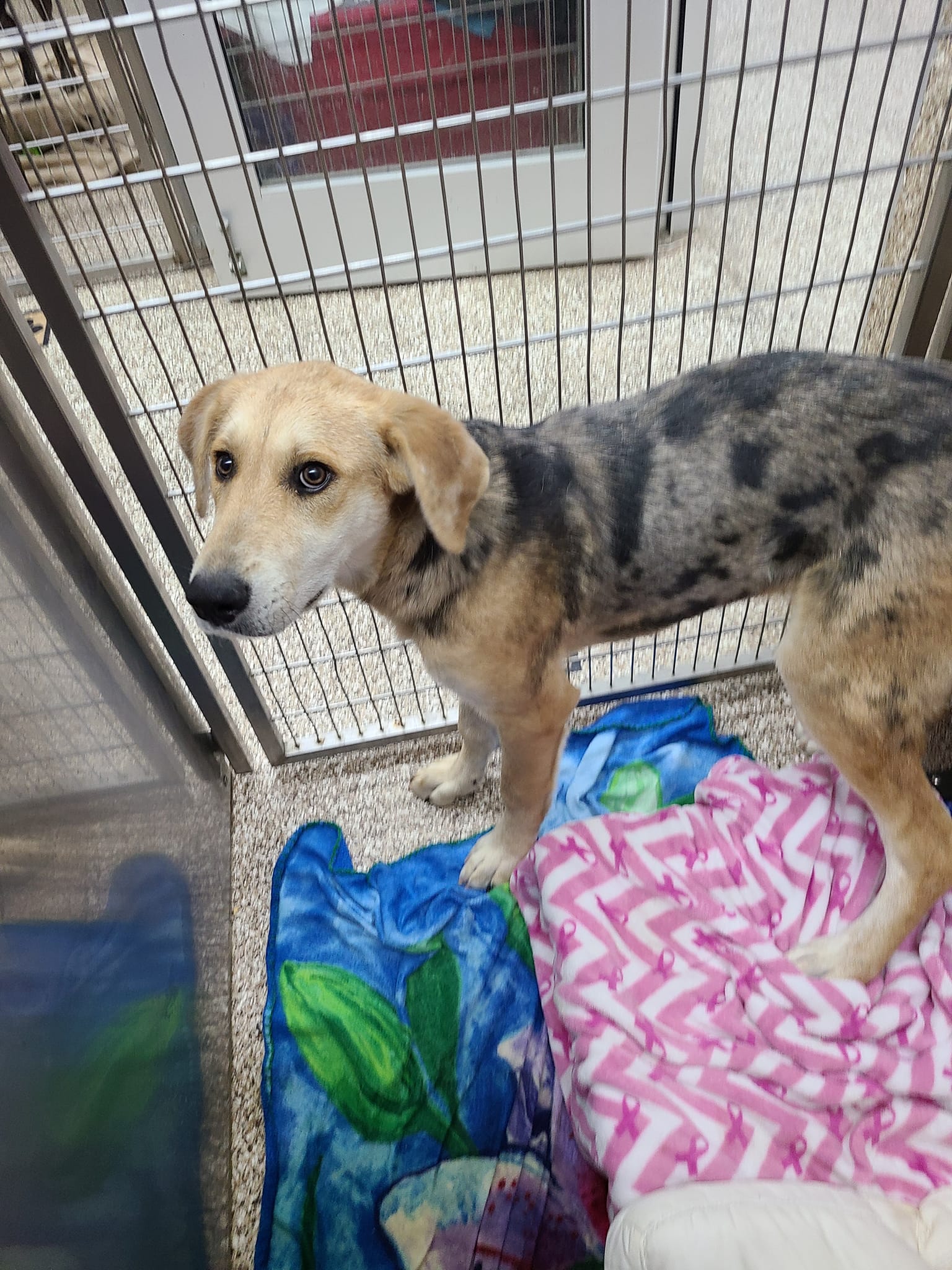 Dog for Adoption Neffie, a Catahoula Leopard Dog in Cumberland, MD