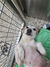 adoptable Dog in , WV named Connie
