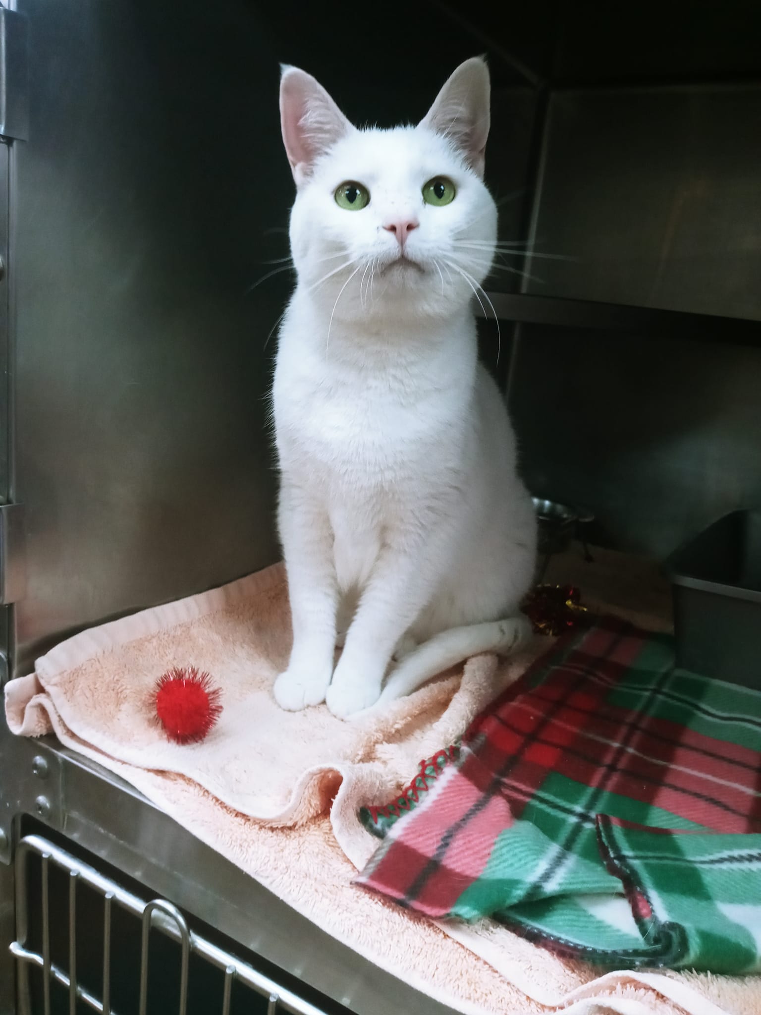 Cats for Adoption in Wiley Ford, West Virginia Alpha Paw