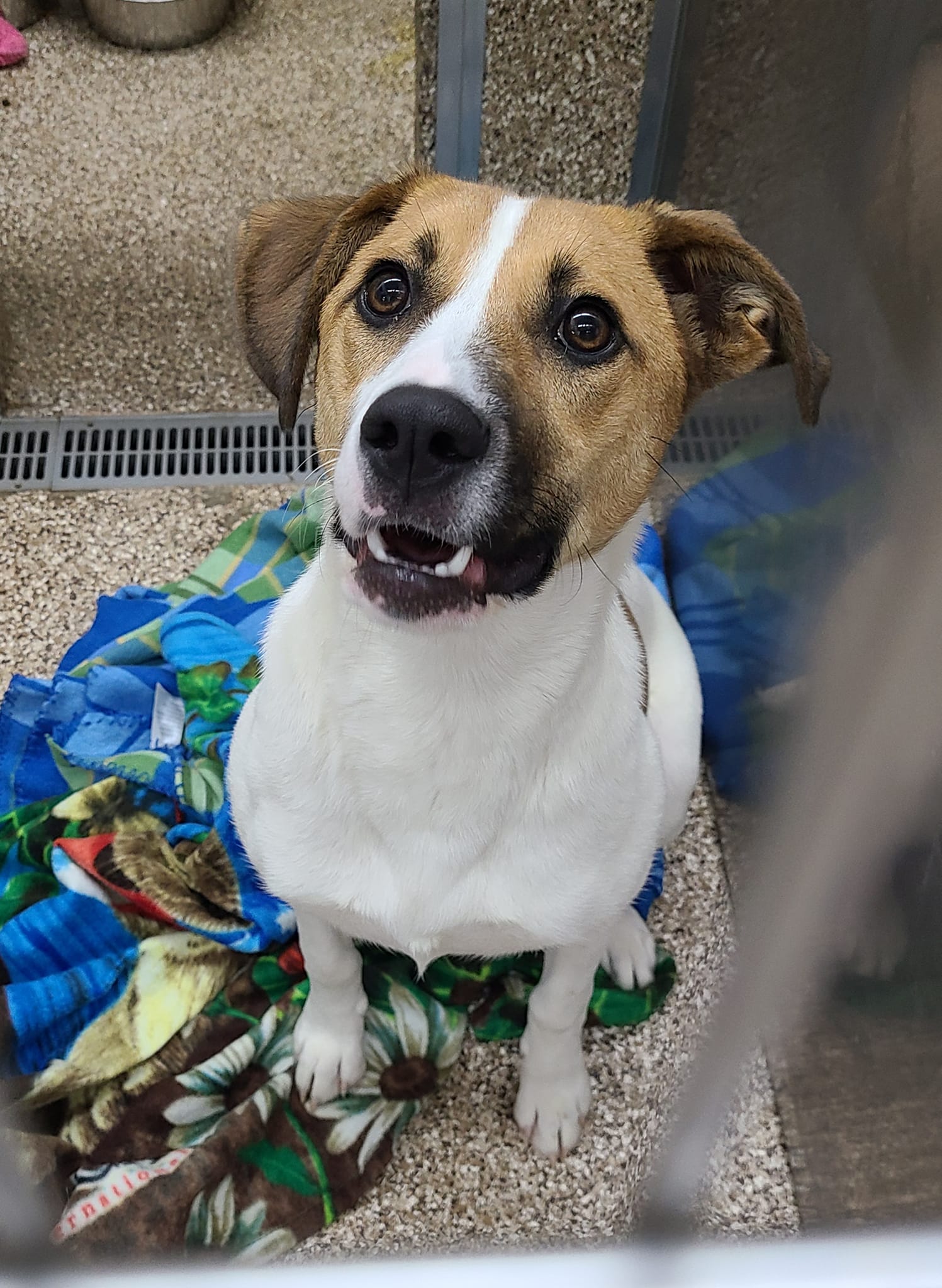 Dog for Adoption Caramel, a Jack Russell Terrier in Middletown, VA