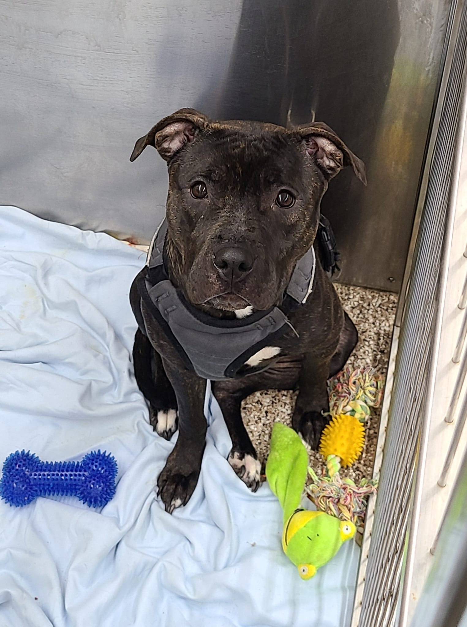 Rescue Roo Dog for Adoption - Roo, a Pit Bull Terrier in Bowling Green, MD | Alpha Paw
