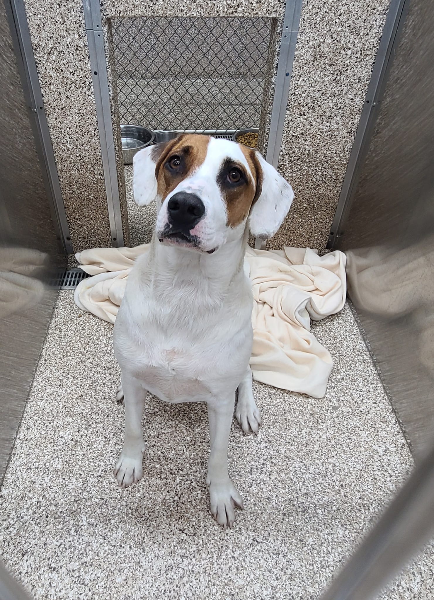 Dog for Adoption Austin, a Retriever in Hampshire County, WV Alpha Paw
