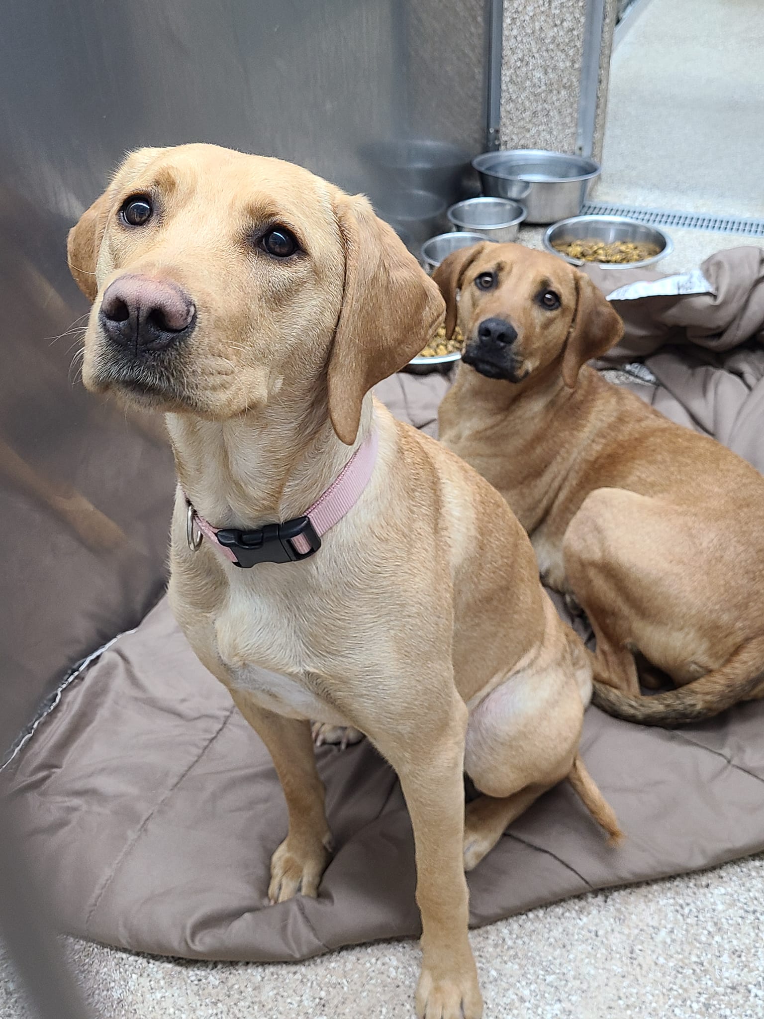Dog for Adoption Marley and Maggie, a Yellow Labrador Retriever in