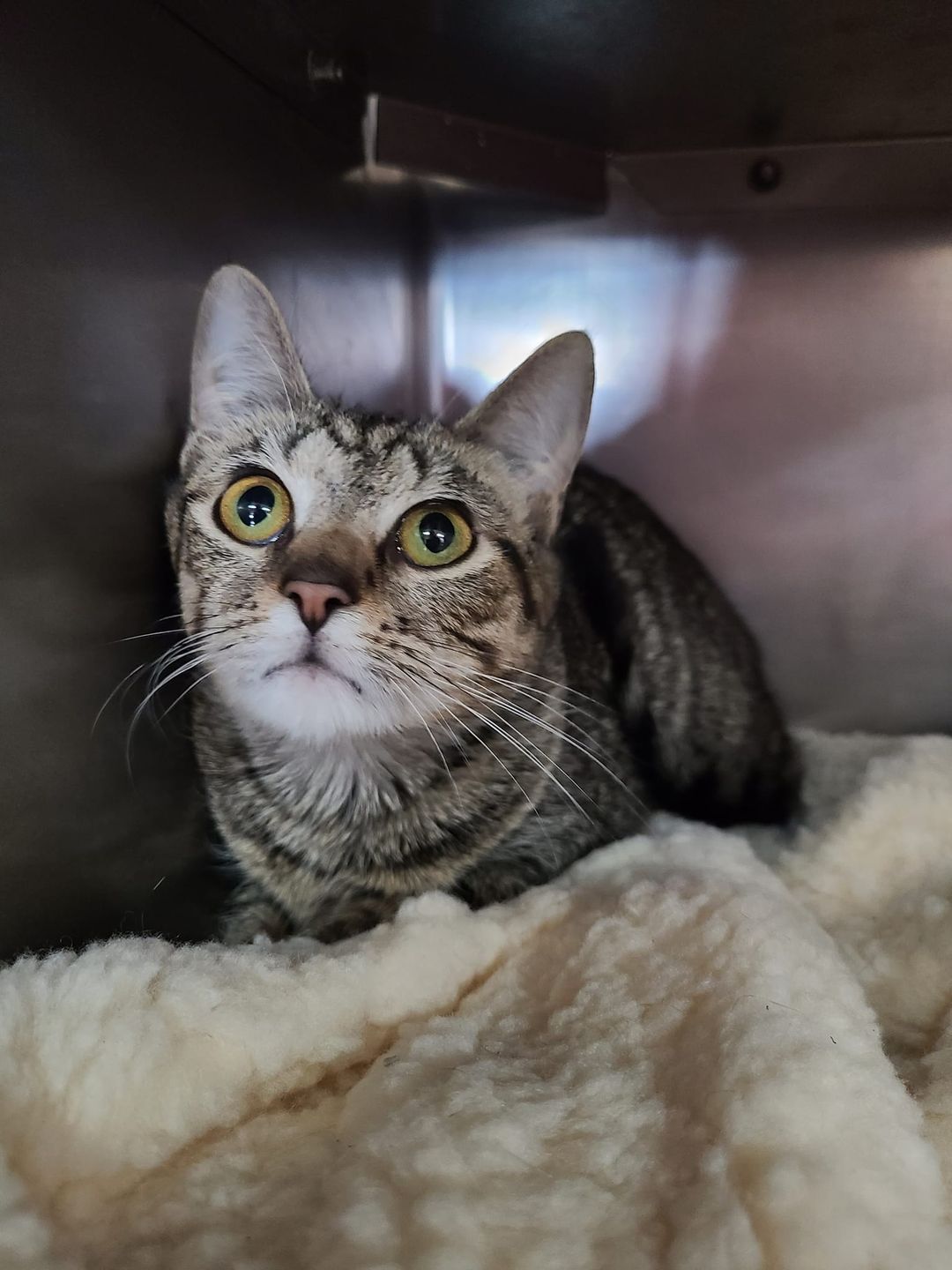 Cats for Adoption in Berkeley County, West Virginia Alpha Paw