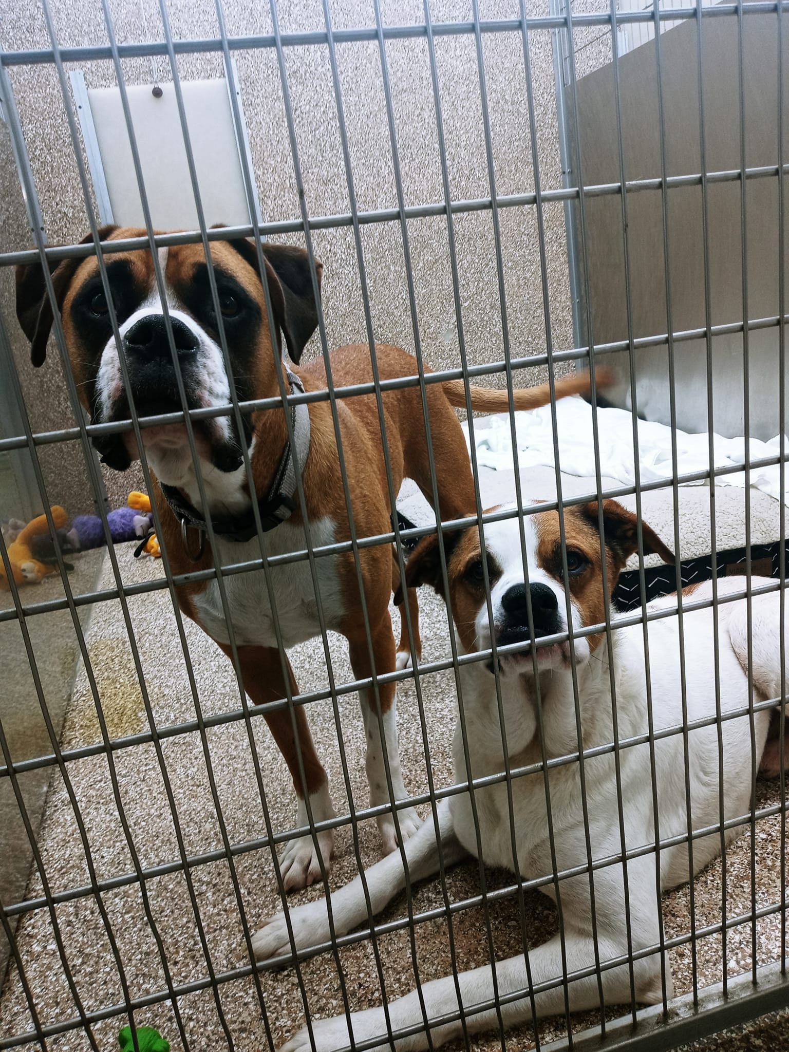 Dog for Adoption Scrappy and Boots, a Boxer in Middletown, VA Alpha Paw