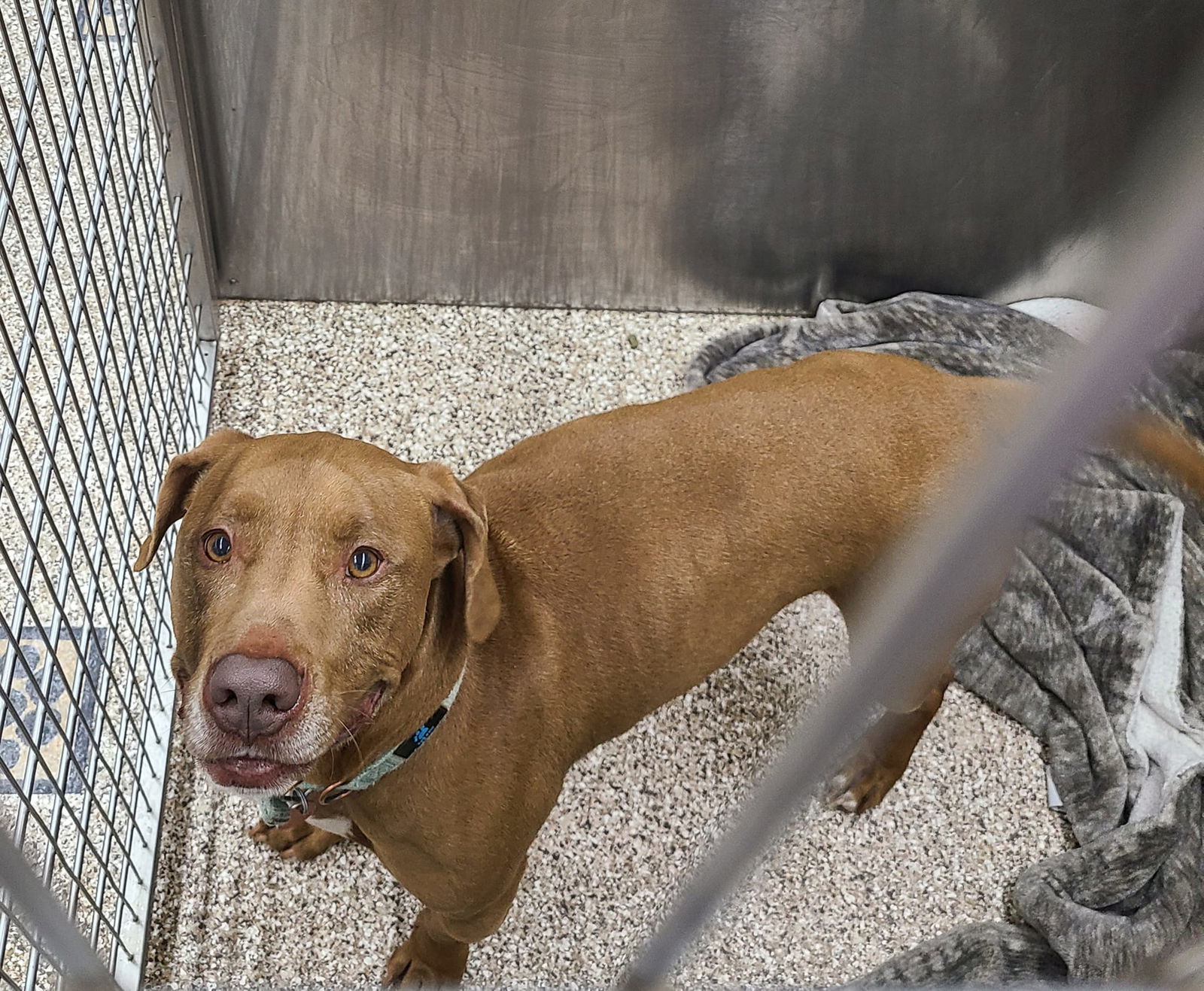 dog-for-adoption-benny-a-yellow-labrador-retriever-in-berkeley