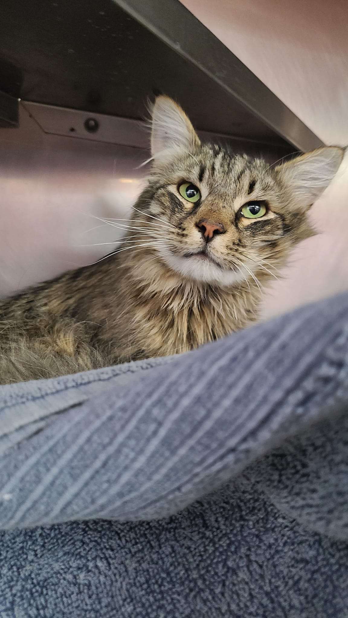 Cats for Adoption in Frederick, Maryland Alpha Paw