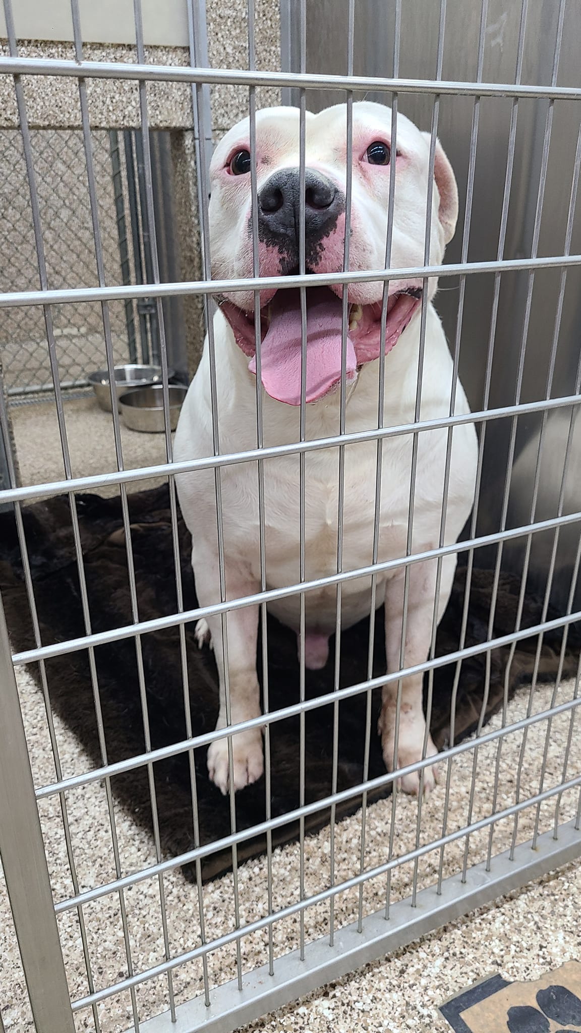 Dog for Adoption Polar, a Pit Bull Terrier in Berkeley County, WV