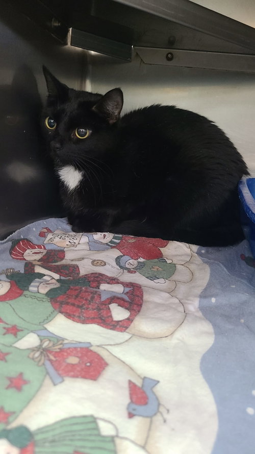 picture of the cat needing adoption