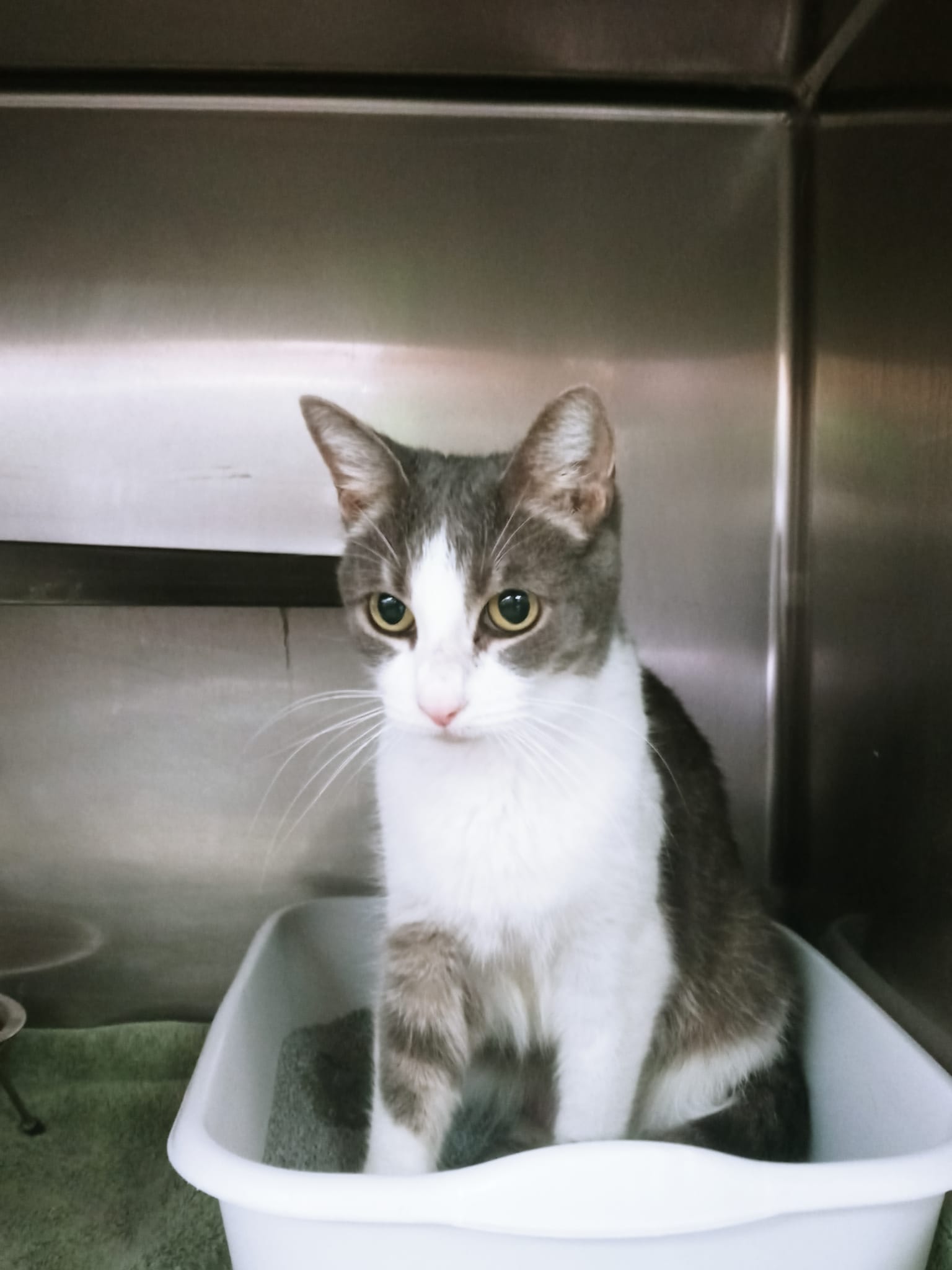 Cats for Adoption in Inwood, West Virginia Alpha Paw