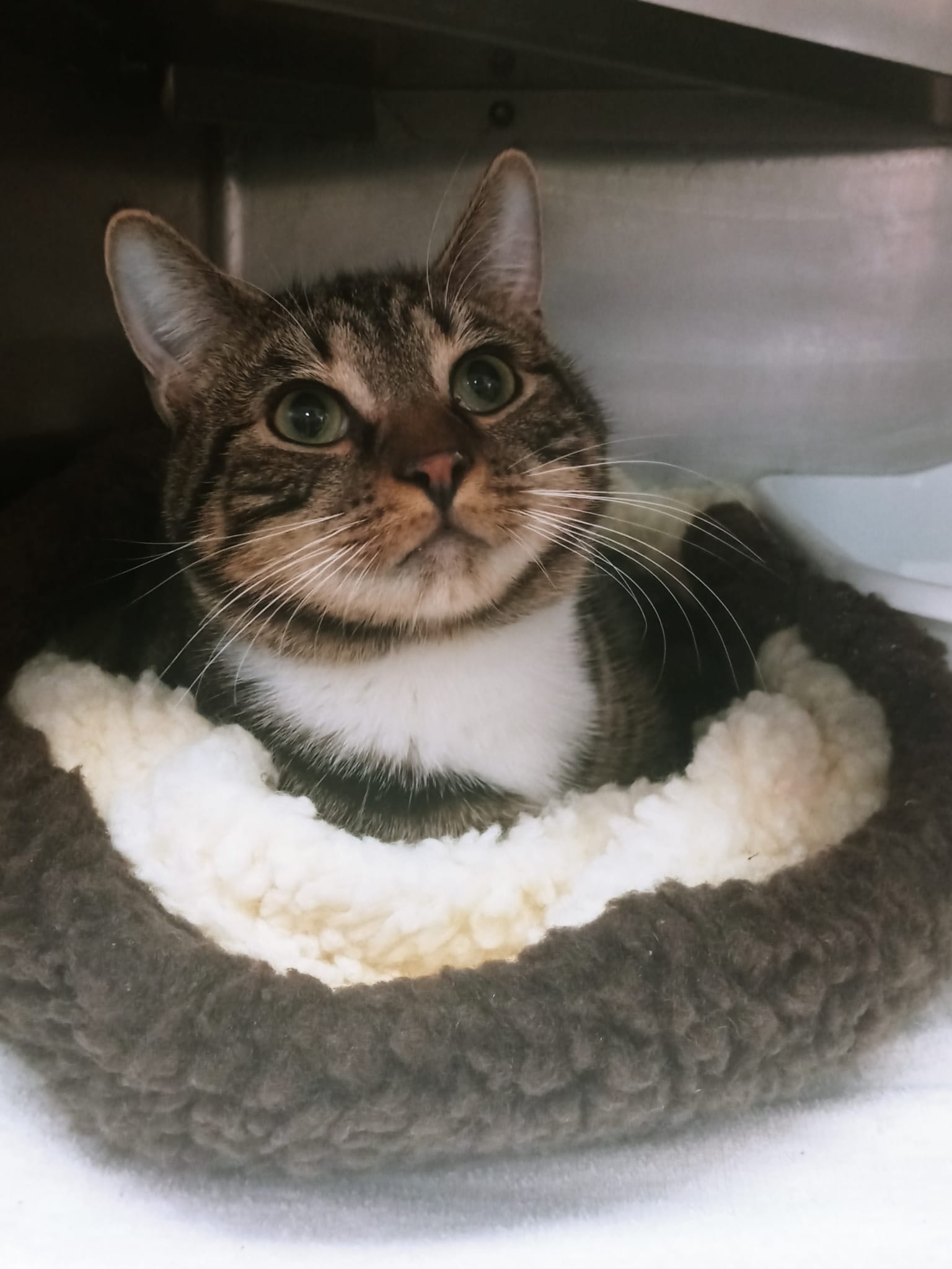 Cats for Adoption in Shannondale, West Virginia Alpha Paw