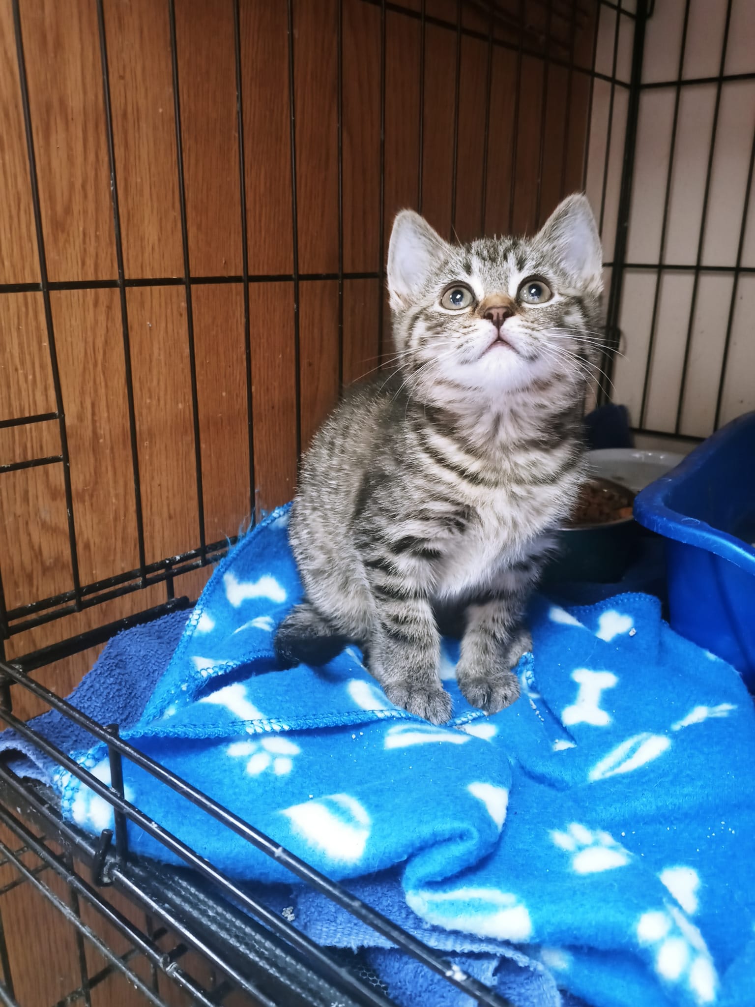 Cats for Adoption in Ashburn, Virginia | Alpha Paw