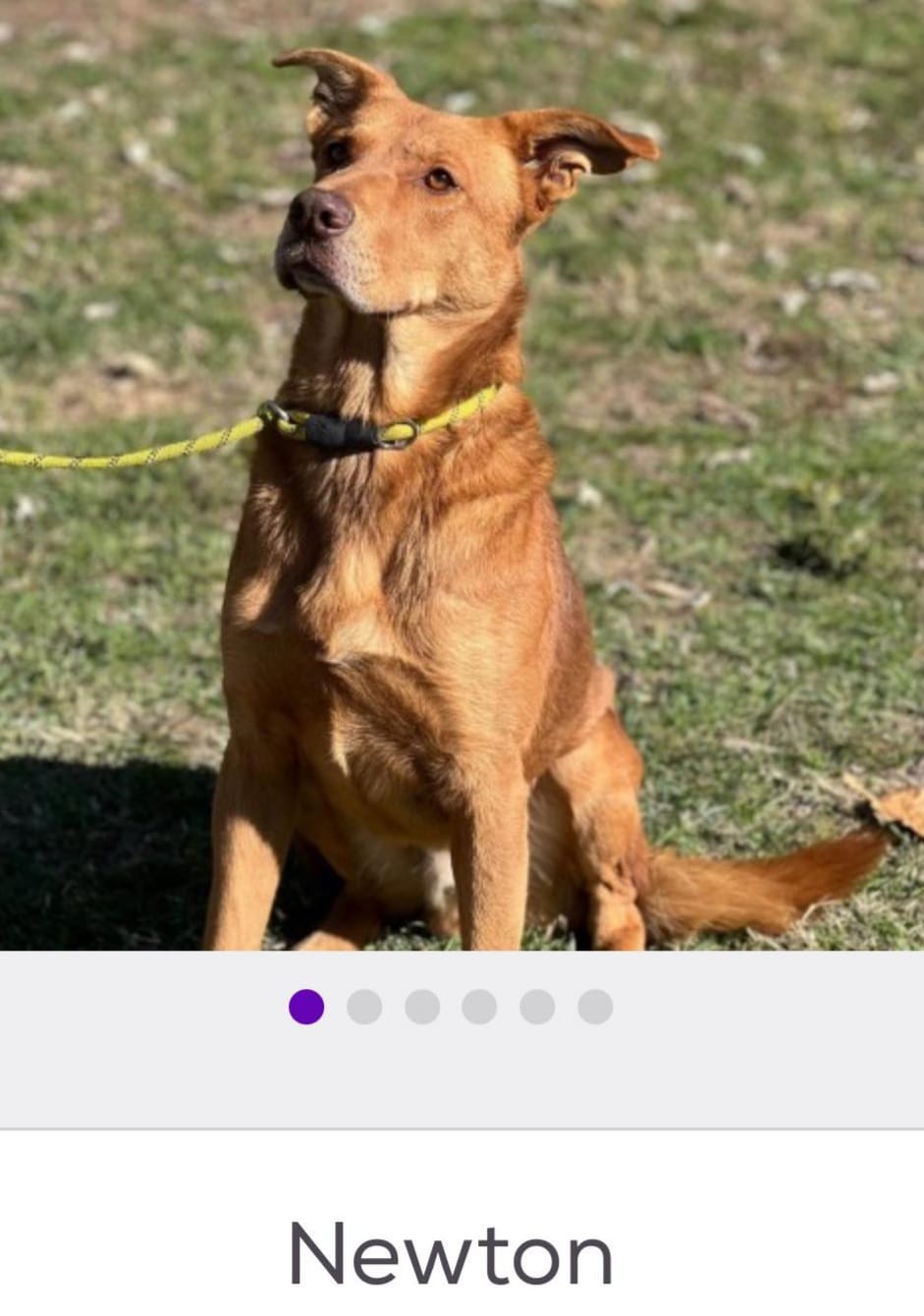 Dog for Adoption Newton, a Golden Retriever in Walkersville, MD