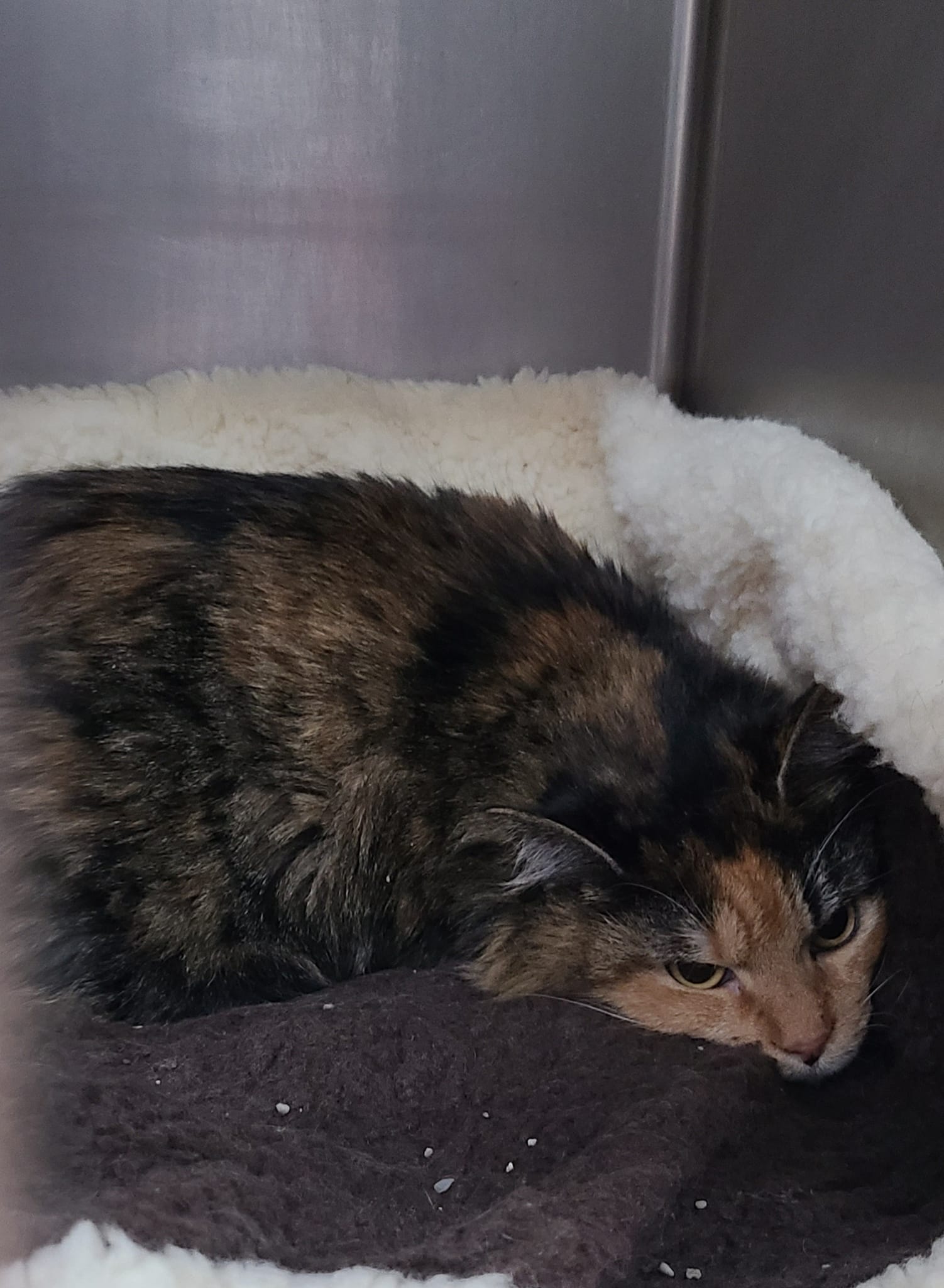 Cats for Adoption in Wiley Ford, West Virginia Alpha Paw