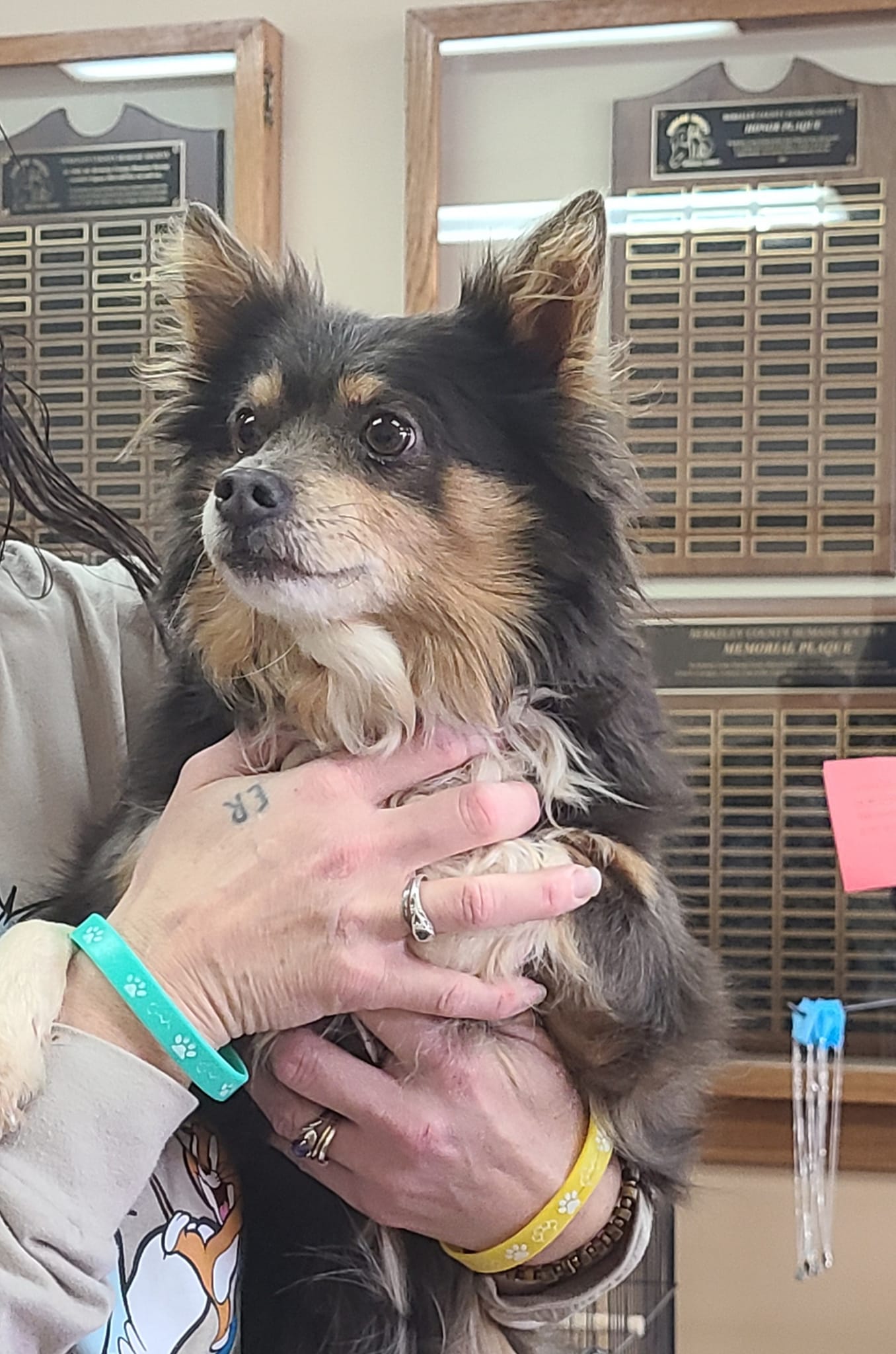 Dog for Adoption Murphy, a Chihuahua in Front Royal, VA Alpha Paw