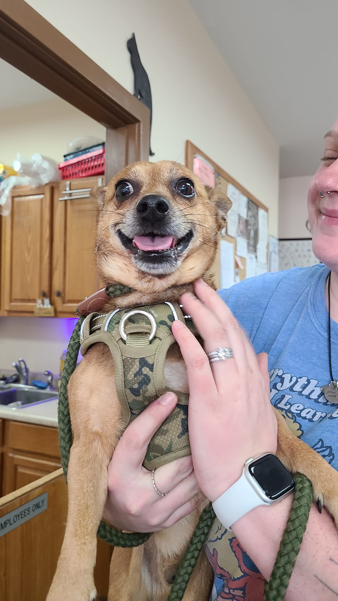 Dog for Adoption Toffee, a Chihuahua in Jefferson County, WV Alpha Paw