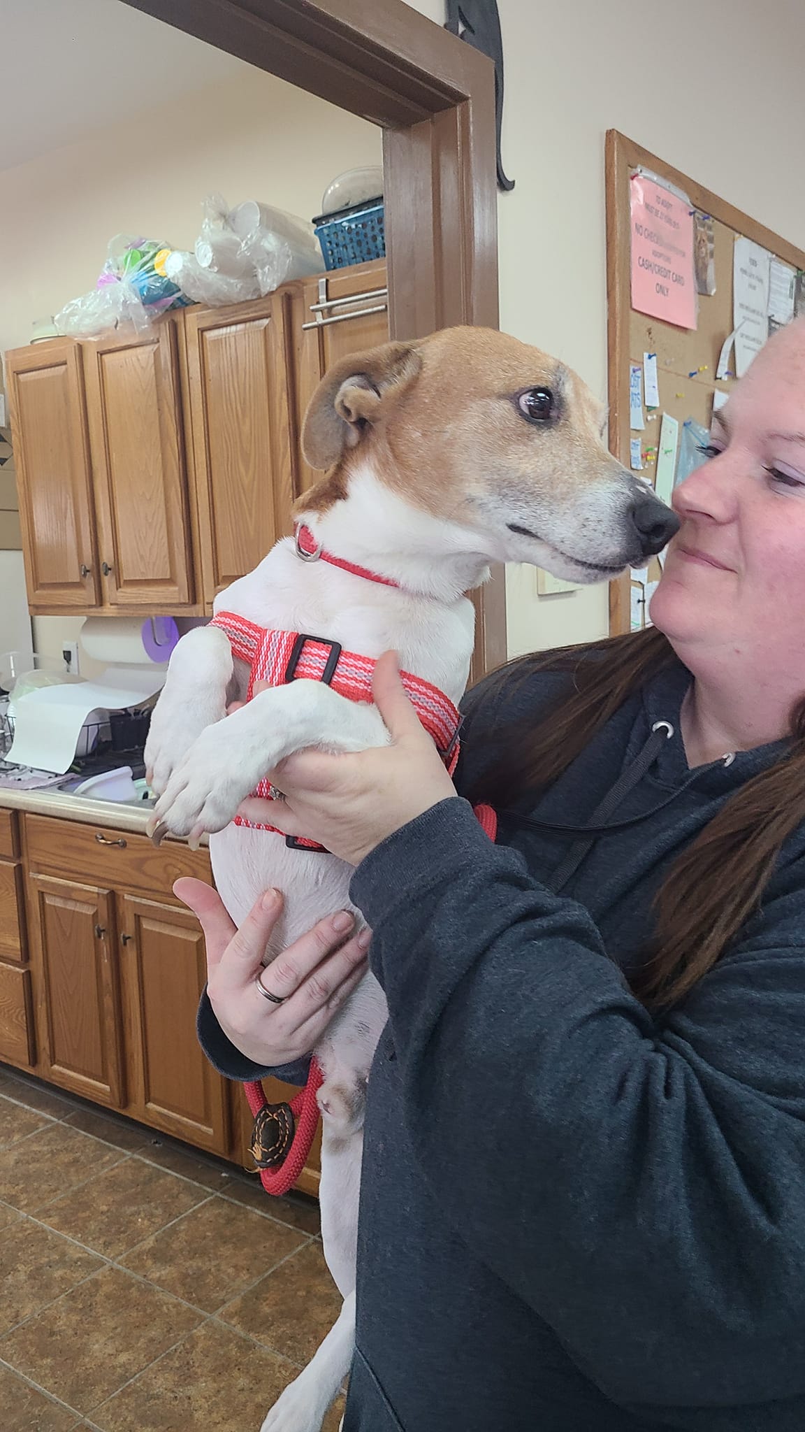 Dog for Adoption - Bailey Boy, a Jack Russell Terrier in Winchester, VA ...