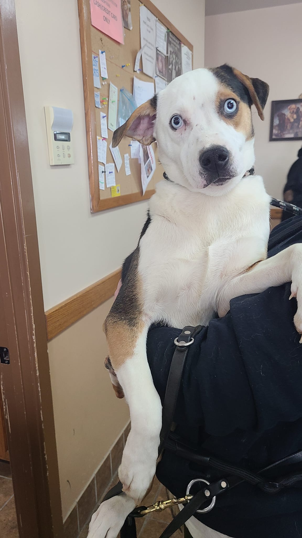 Dog for Adoption Ren, a Australian Cattle Dog/Blue Heeler in
