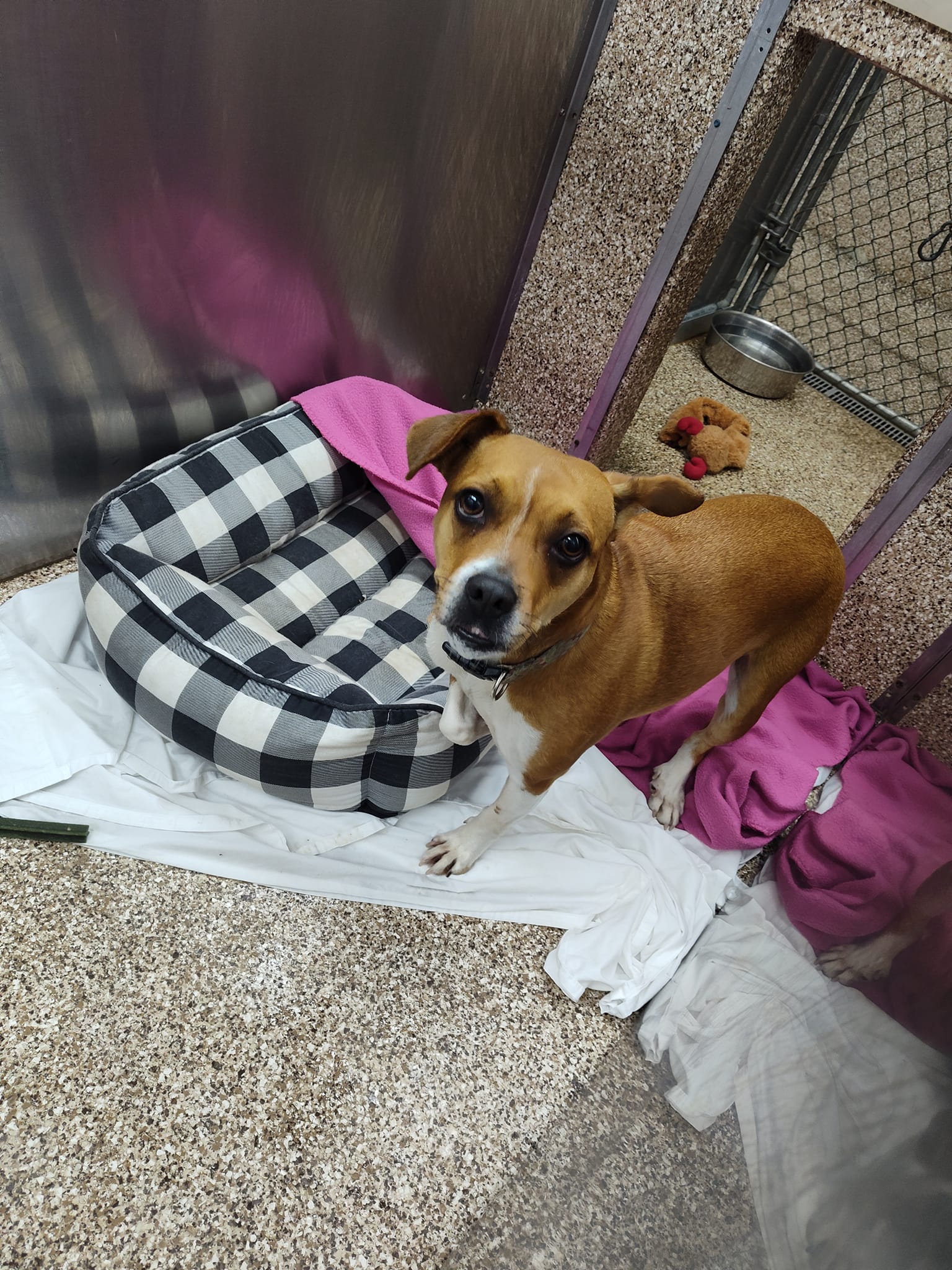 Dog for Adoption - May-May, a Rat Terrier in Winchester, VA | Alpha Paw