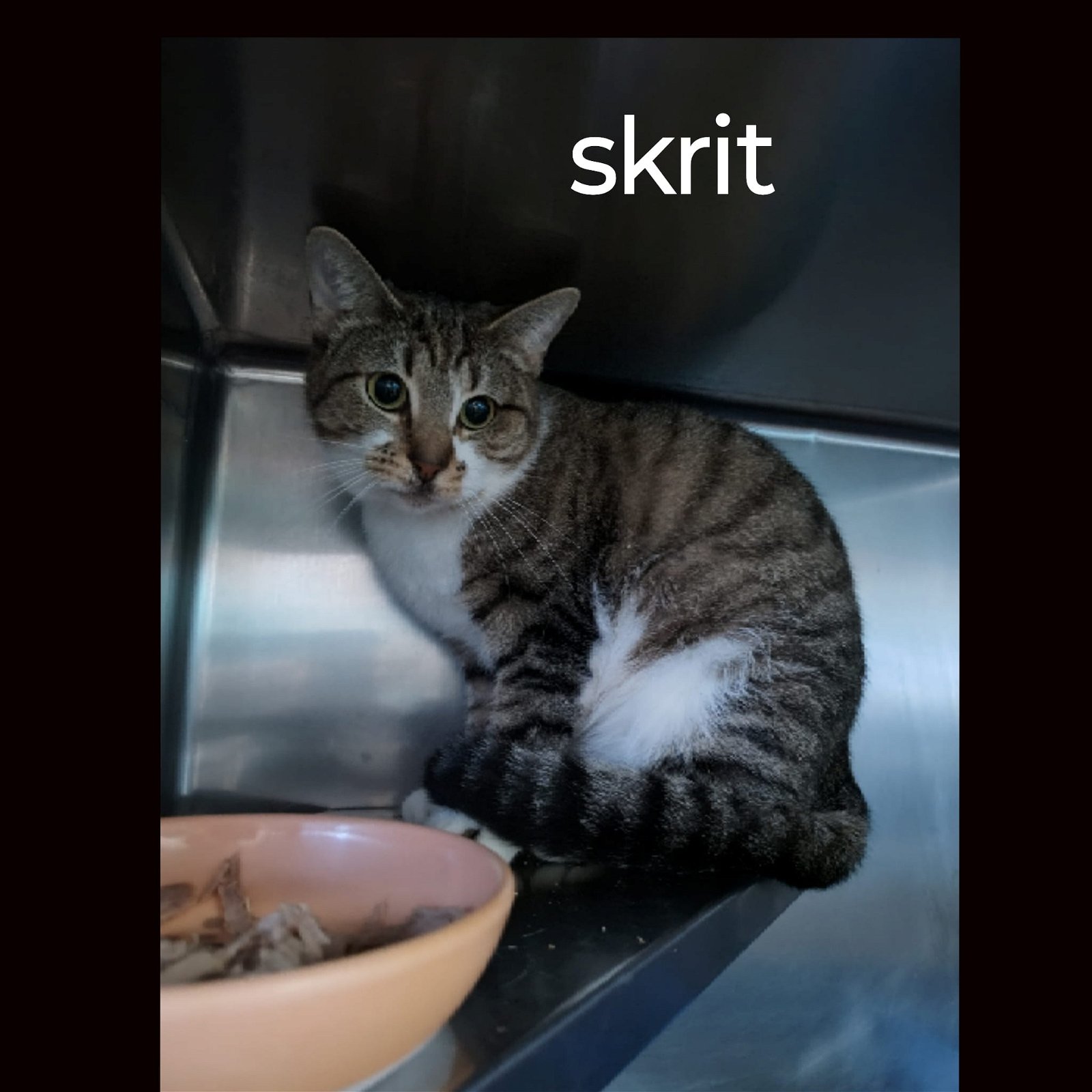 adoptable Cat in Martinsburg, WV named Skrit