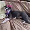 adoptable Dog in martinsburg, wv, WV named Gidget
