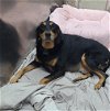 adoptable Dog in martinsburg, WV named Diesel