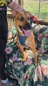 adoptable Dog in martinsburg, WV named Diesel and Rocky