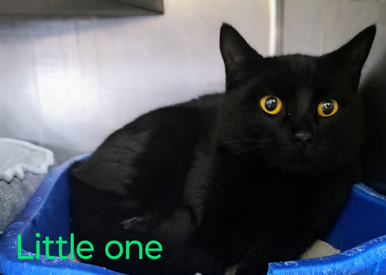 adoptable Cat in Martinsburg, WV named Little One