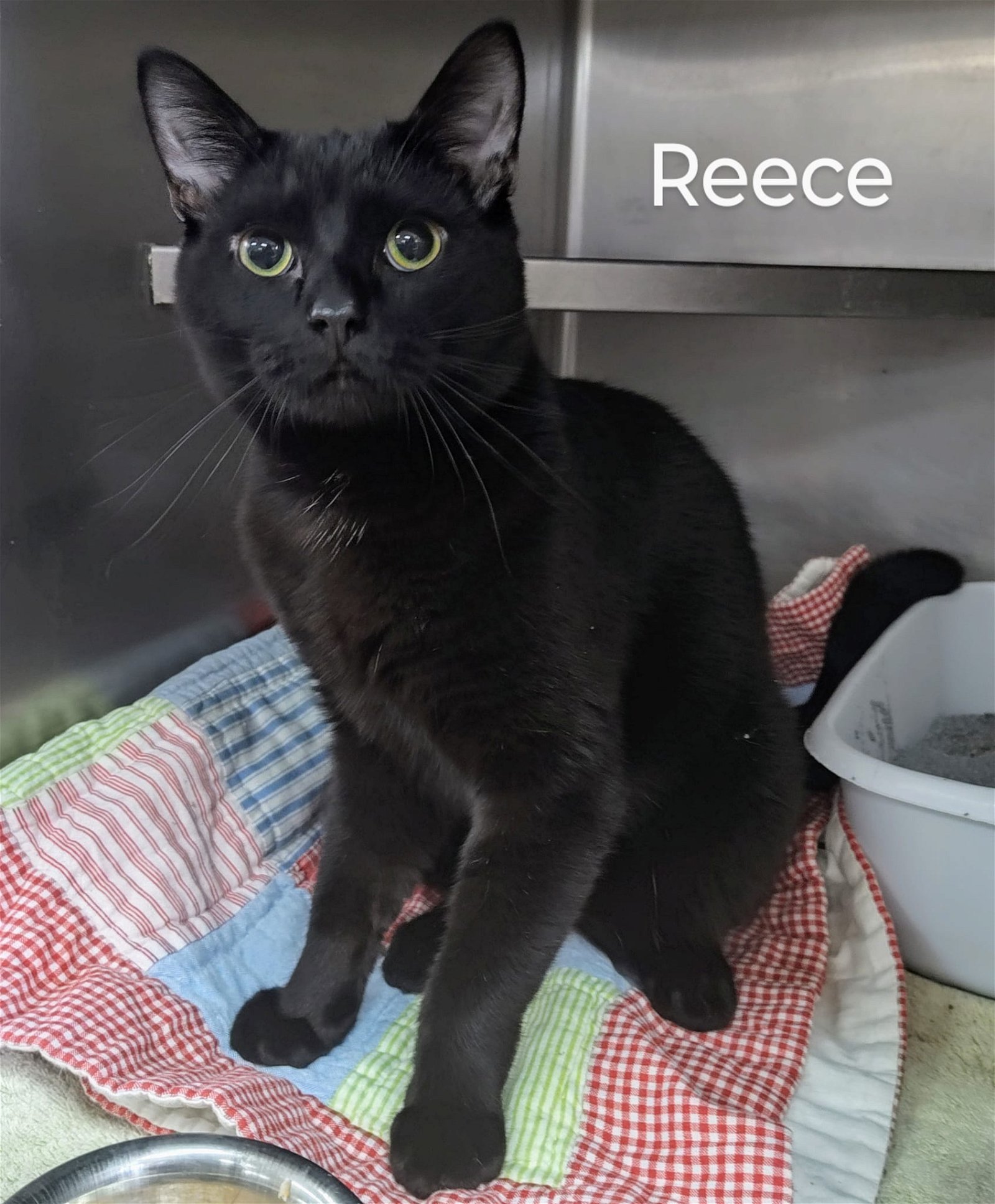 adoptable Cat in Martinsburg, WV named Reece