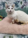 adoptable Cat in martinsburg, WV named Alice