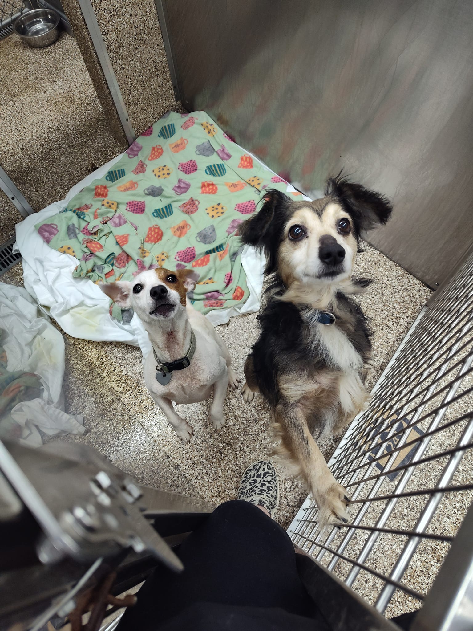 Dog for Adoption Half Pint and Whiskey, a Jack Russell Terrier in