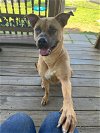adoptable Dog in martinsburg, WV named Delaney