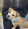 adoptable Dog in martinsburg, wv, WV named Elsa