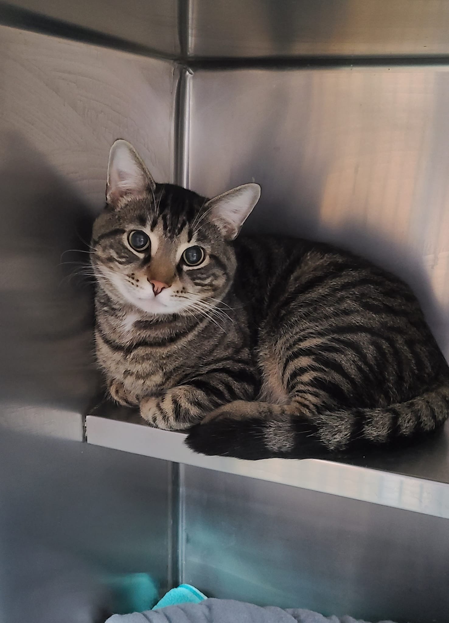 adoptable Cat in Martinsburg, WV named Jupiter