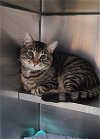 adoptable Cat in martinsburg, wv, WV named Jupiter