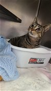 adoptable Cat in martinsburg, WV named Agnes